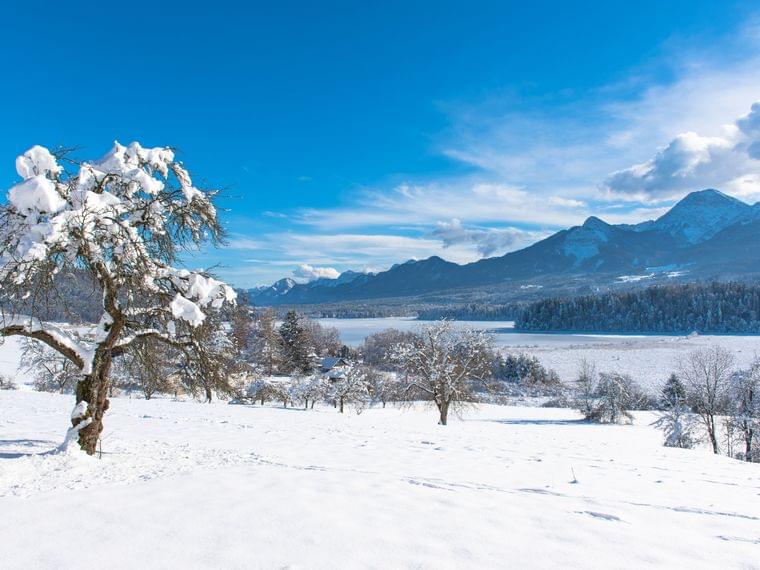 Verschneite Landschaft mit kahlem Baum, See und Bergen unter blauem Winterhimmel