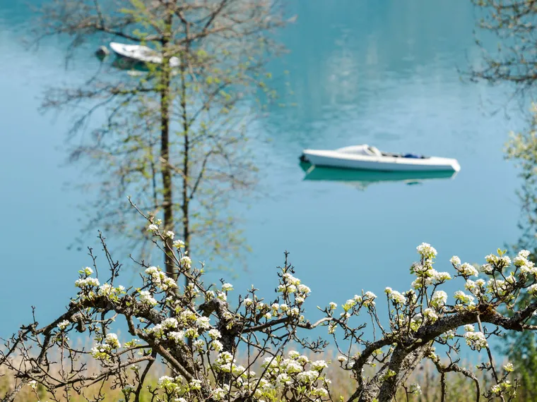 Blooming tree branches with white flowers near a calm blue lake with boats