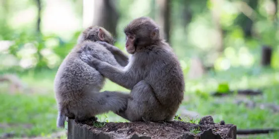 Zwei Japanmakaken pflegen sich gegenseitig auf einem Baumstumpf im Wald