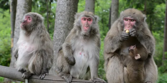 Tre macachi giapponesi su una staccionata nel bosco, uno allatta un cucciolo