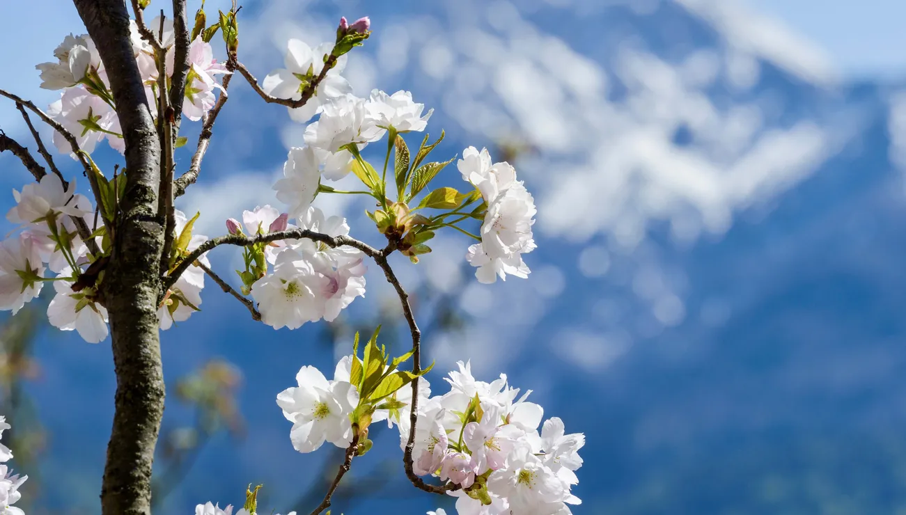 Frühling Faaker See