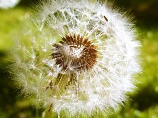 Nahaufnahme eines Löwenzahnkopfes mit weißem Flaum auf einer sonnigen Wiese