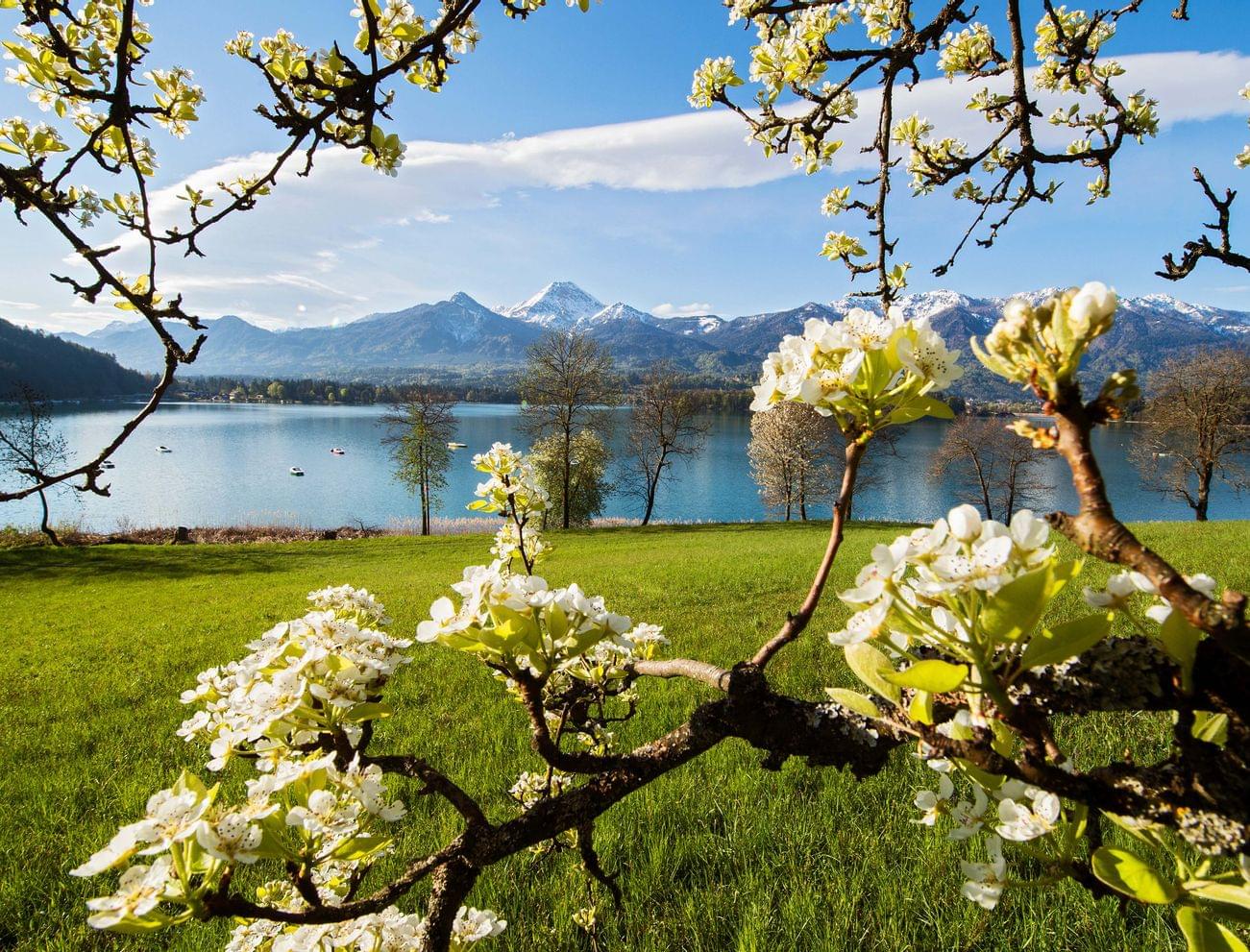 hotelkarnerhofkaerntenzweigmitbluetenamfaakersee.jpg
