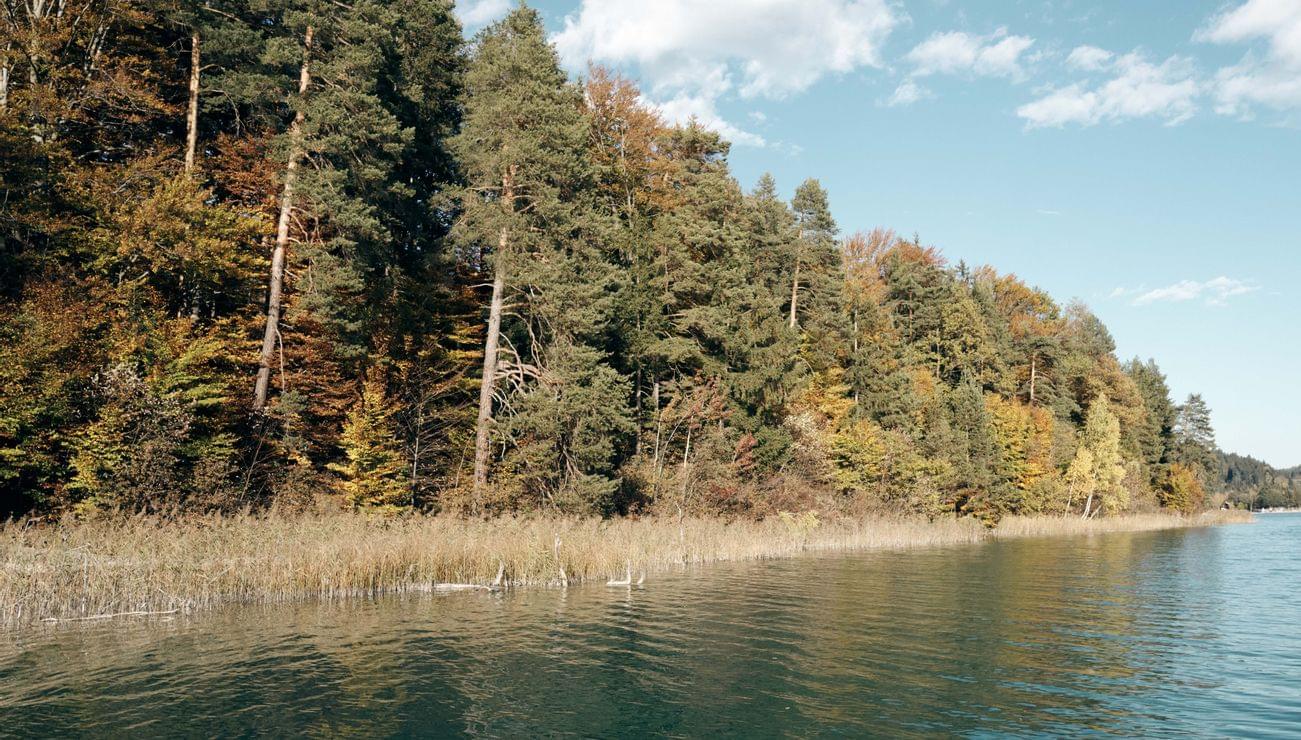 Foresta sul lago in autunno con fogliame colorato e acqua calma