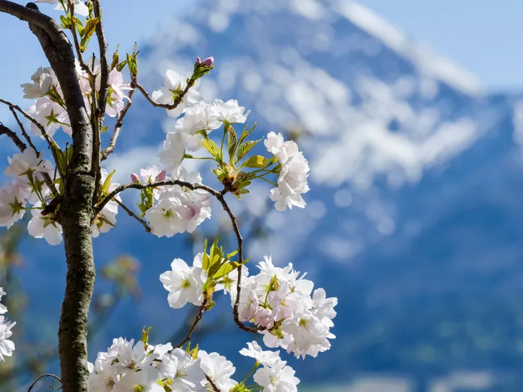 Spring Lake Faaker See