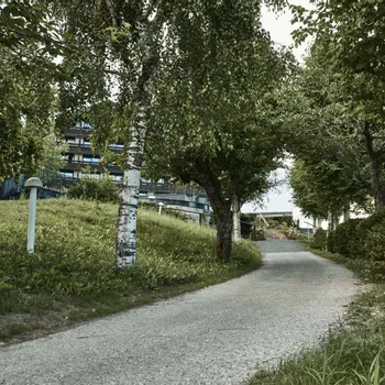Sentiero ombreggiato con betulle che porta a un edificio moderno in un parco verde