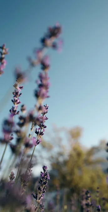 Lavendelblüten in weichem Fokus vor klarem blauen Sommerhimmel