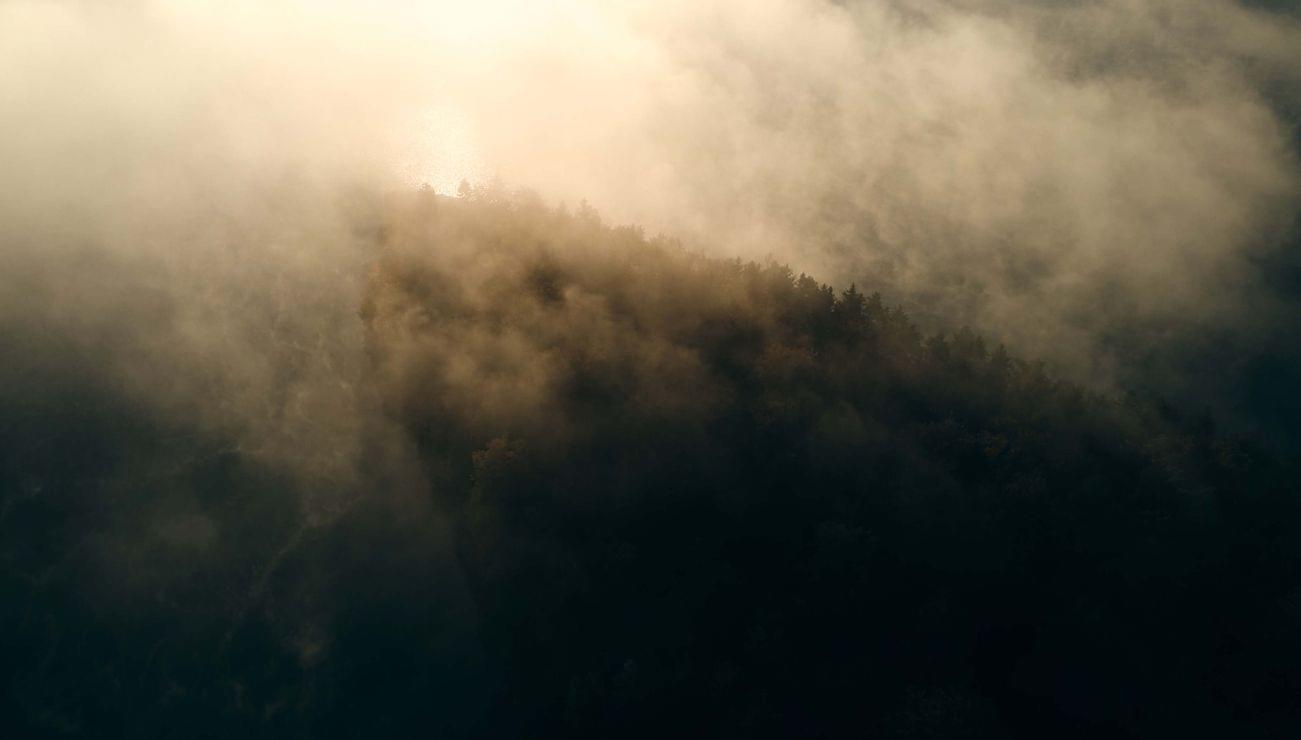 Foresta fitta avvolta dalla nebbia mattutina con luce solare calda