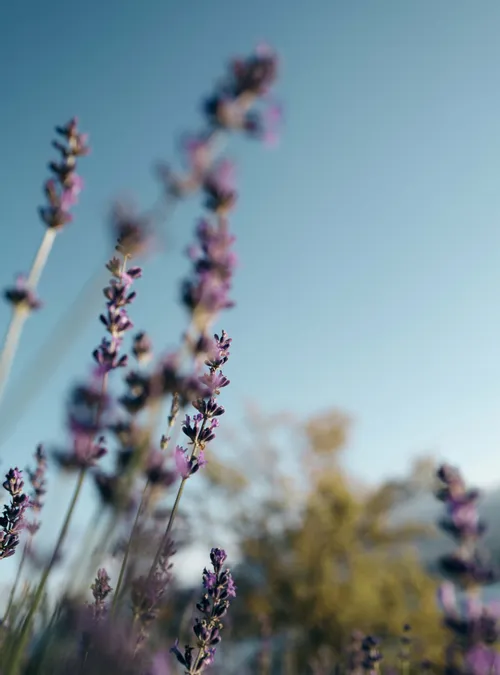 Lavendelblüten in weichem Fokus vor klarem blauen Sommerhimmel