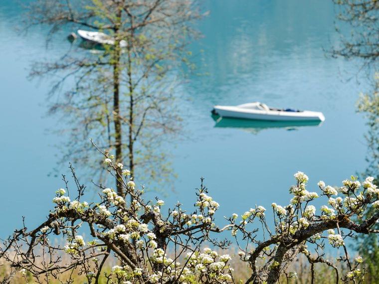 Rami in fiore con fiori bianchi vicino a un lago blu calmo con barche