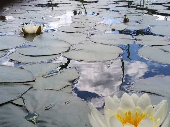 Weiße Seerosen blühen zwischen grünen Seerosenblättern auf spiegelndem Teich