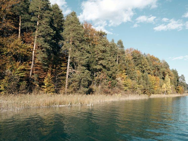Wald am See im Herbst mit buntem Laub und ruhigem blauen Wasser