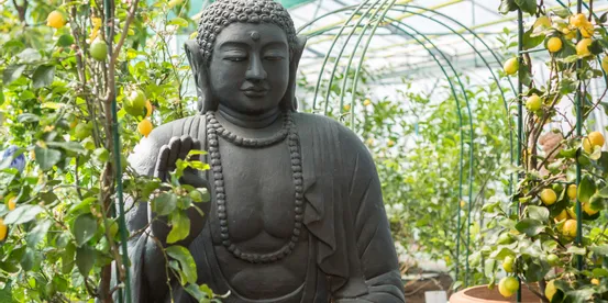 Statua di Buddha in serra circondata da alberi di limone in vasi di terracotta