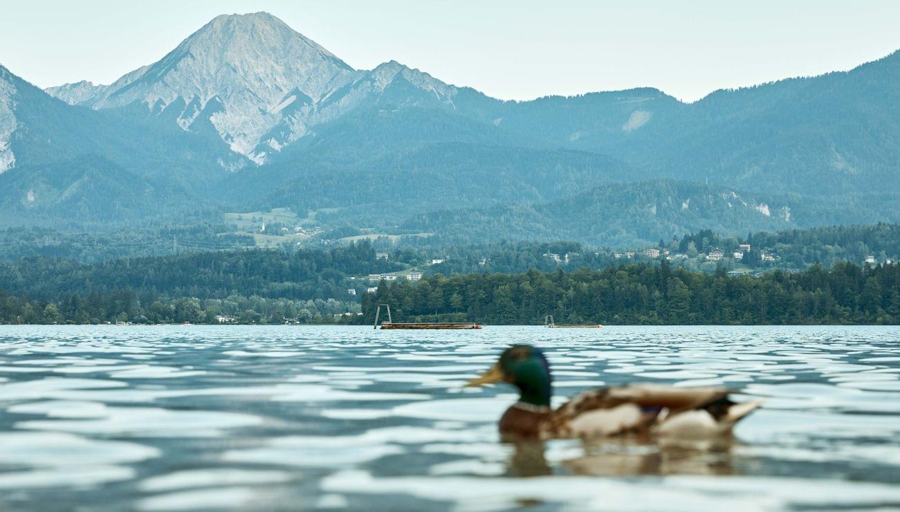 Stockente schwimmt auf alpinem See mit Wald und Berg im Hintergrund