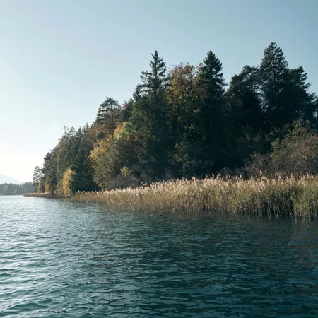 Tranquil lake shoreline bordered by dense forest and tall reeds under clear sky