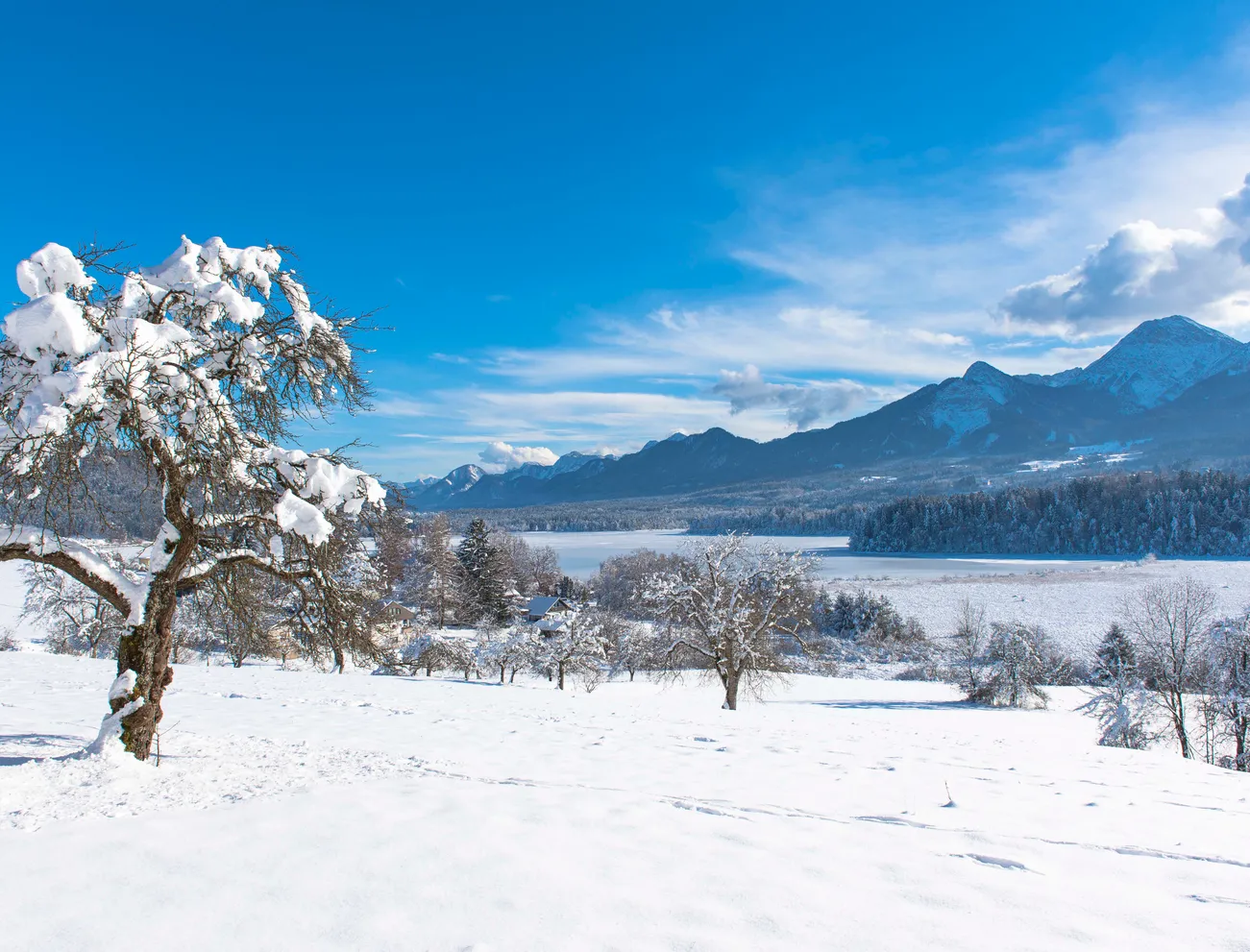 Schneebedeckter Baum in Winterlandschaft mit Alpen und zugefrorenem See