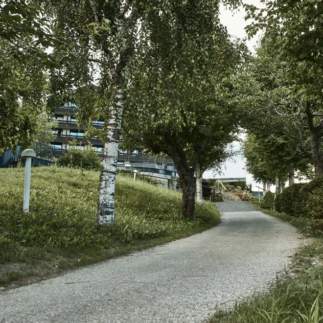 Sentiero ombreggiato con betulle che porta a un edificio moderno in un parco verde