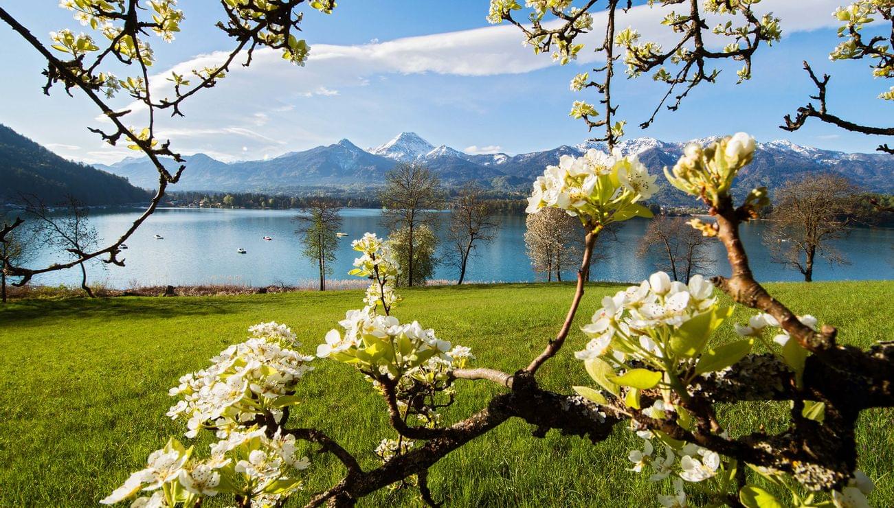 hotelkarnerhofkaerntenzweigmitbluetenamfaakersee.jpg