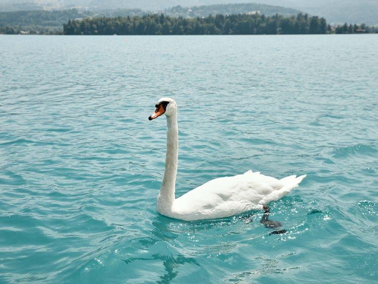 Weißer Schwan schwimmt in klarem türkisfarbenem See mit bewaldeten Hügeln im Hintergrund